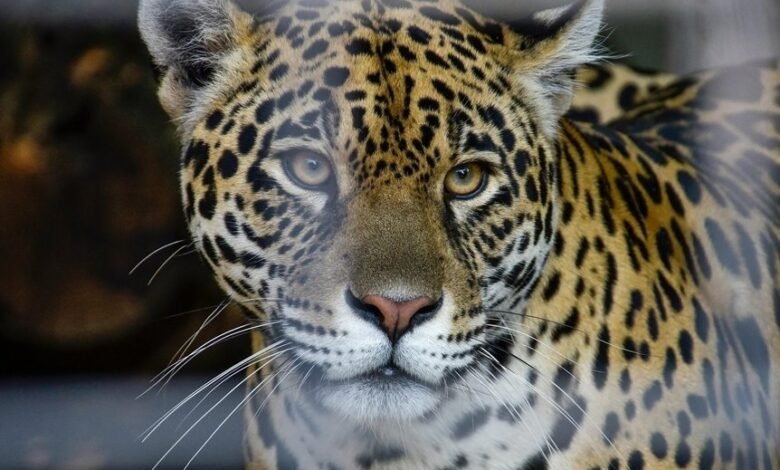 apex wave neural pulse